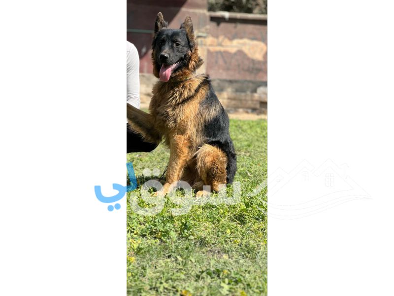دكر جيرمن شيبرد لونج هير ورك لين