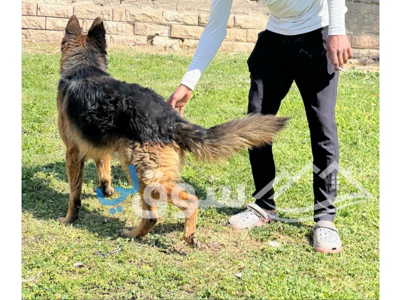 دكر جيرمن شيبرد لونج هير ورك لين