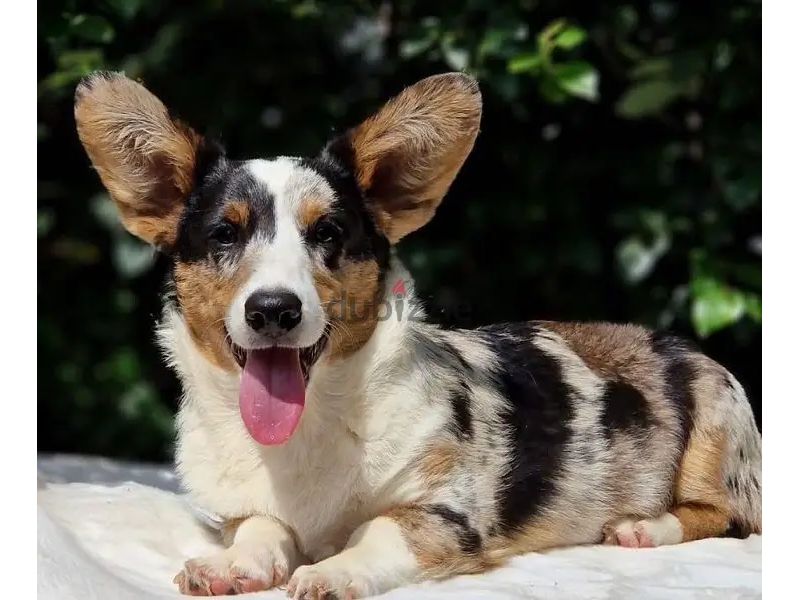 corgi كورجي