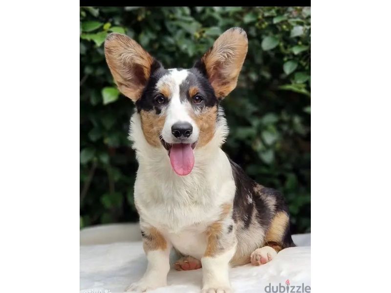 corgi كورجي